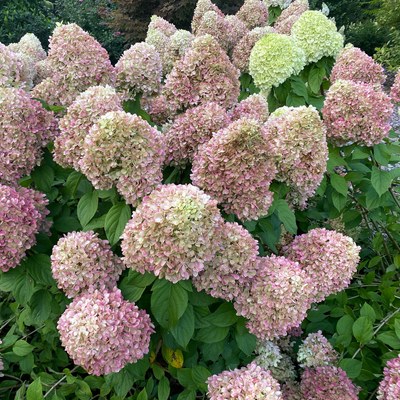 Powerball Powerball panicle hydrangea in focus.