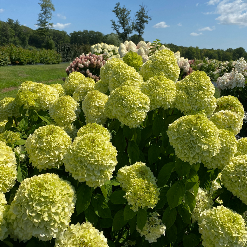 Powerball Powerball panicle hydrangea in use.