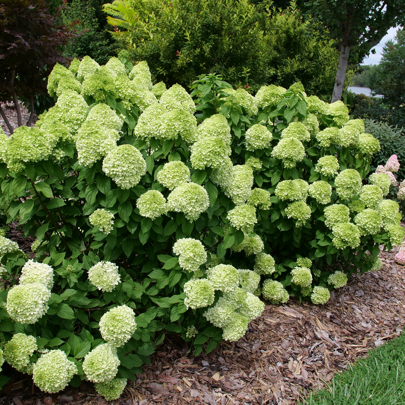 Powerball Powerball panicle hydrangea in use.