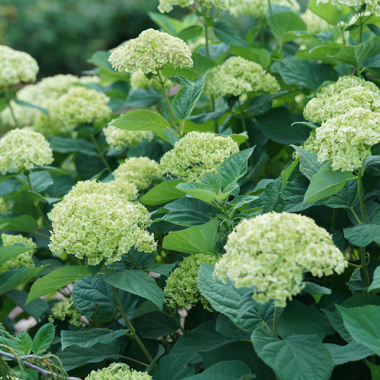 Invincibelle Sublime™ Smooth Hydrangea (arborescens)