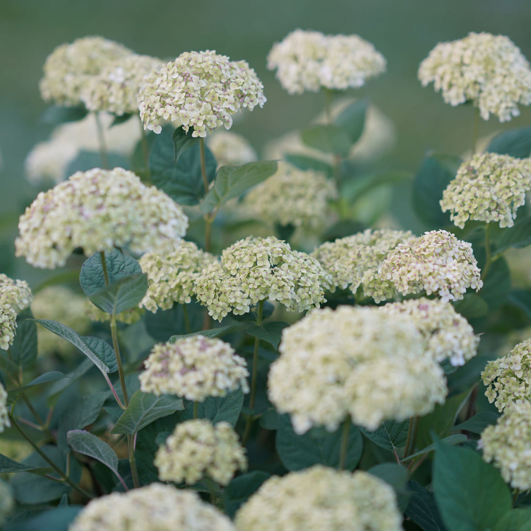 Invincibelle Sublime™ Smooth Hydrangea (arborescens)