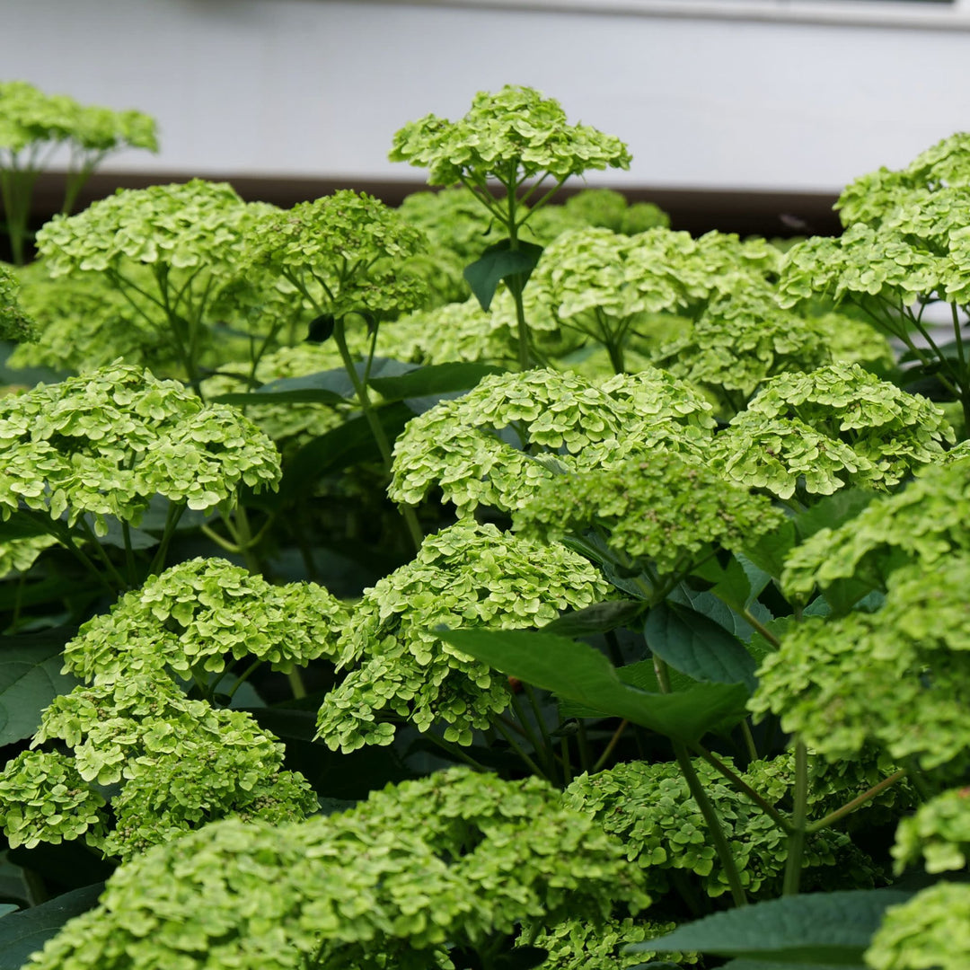 Invincibelle Sublime™ Smooth Hydrangea (arborescens)
