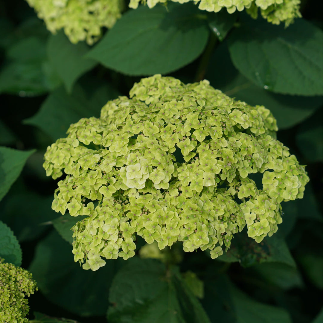 Invincibelle Sublime™ Smooth Hydrangea (arborescens)