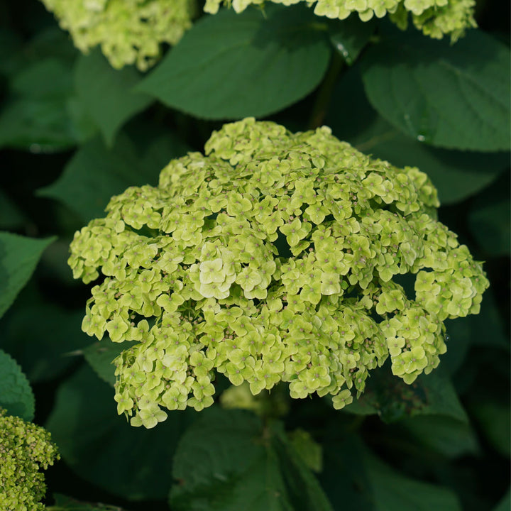 Invincibelle Sublime™ Smooth Hydrangea (arborescens)