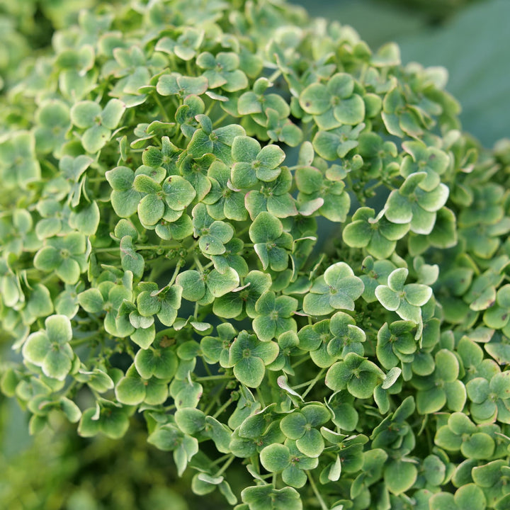 Invincibelle Sublime™ Smooth Hydrangea (arborescens)