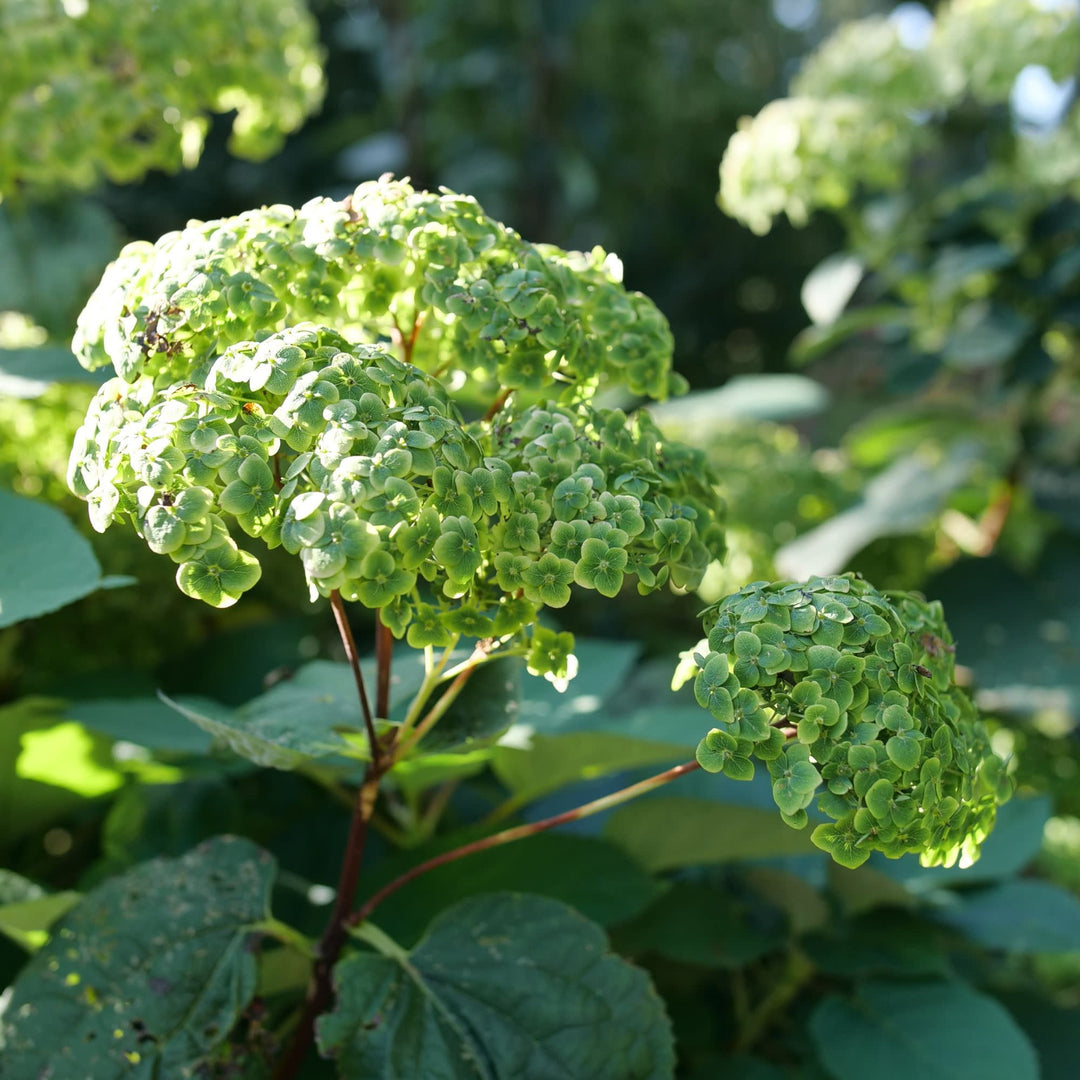 Invincibelle Sublime™ Smooth Hydrangea (arborescens)