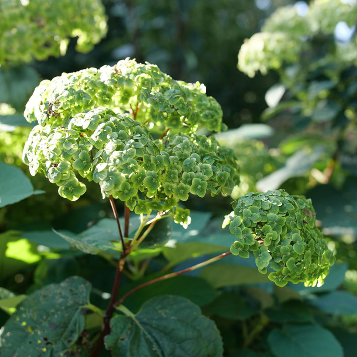 Invincibelle Sublime™ Smooth Hydrangea (arborescens)