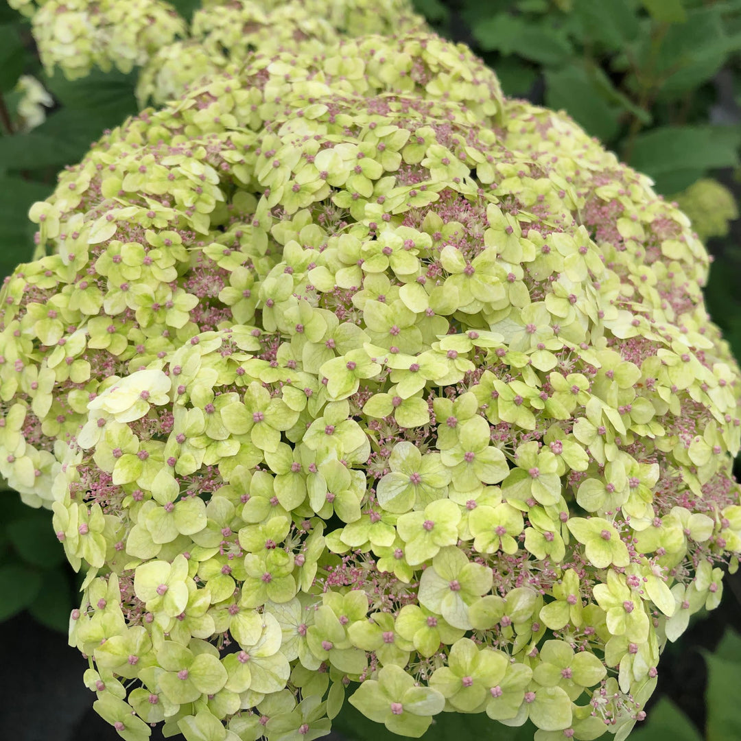 Invincibelle Sublime™ Smooth Hydrangea (arborescens)