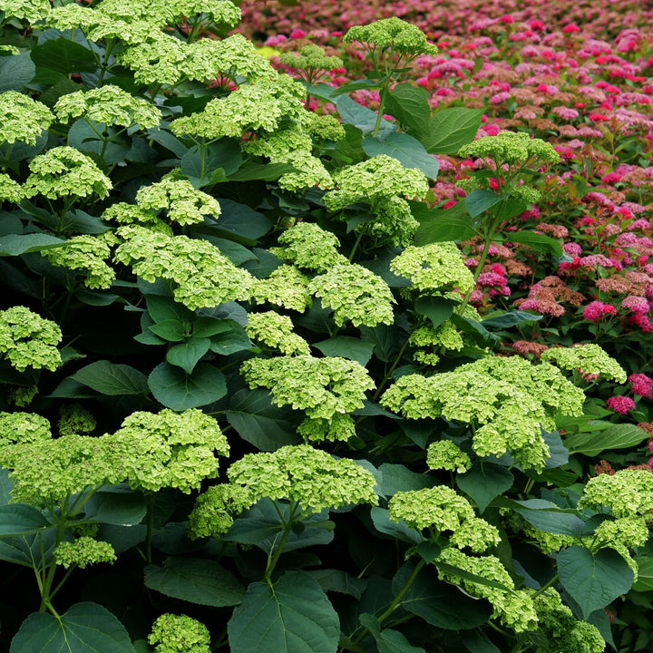 Invincibelle Sublime™ Smooth Hydrangea (arborescens)