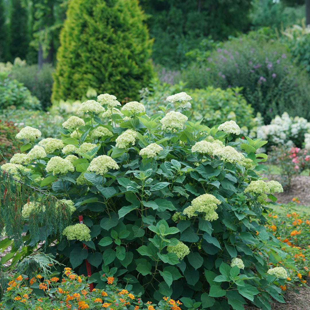 Invincibelle Sublime™ Smooth Hydrangea (arborescens)