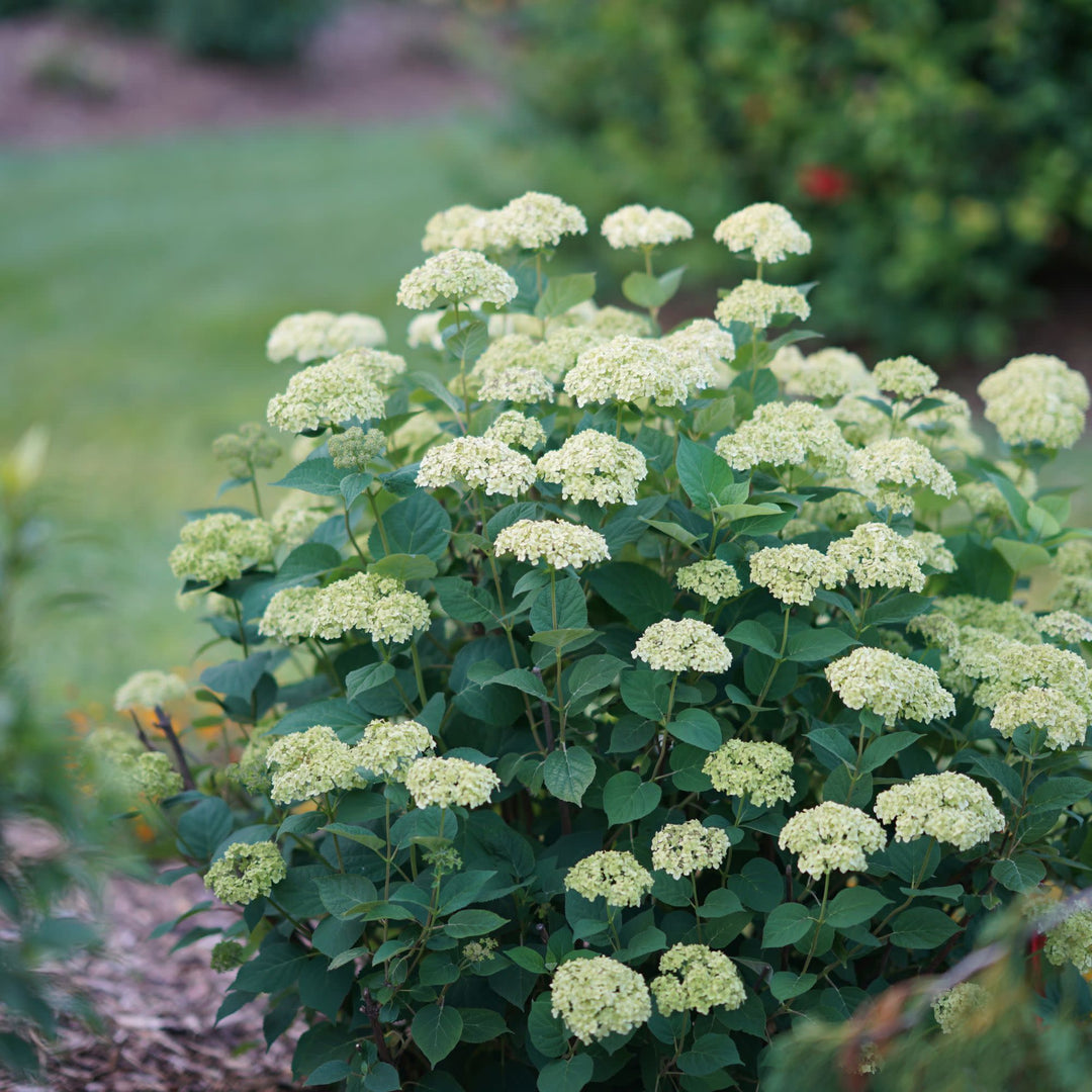 Invincibelle Sublime™ Smooth Hydrangea (arborescens)