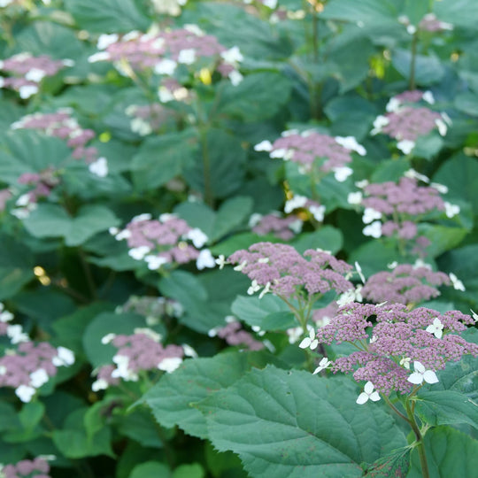 Invincibelle Lace® Smooth Hydrangea (arborescens subsp. radiata)