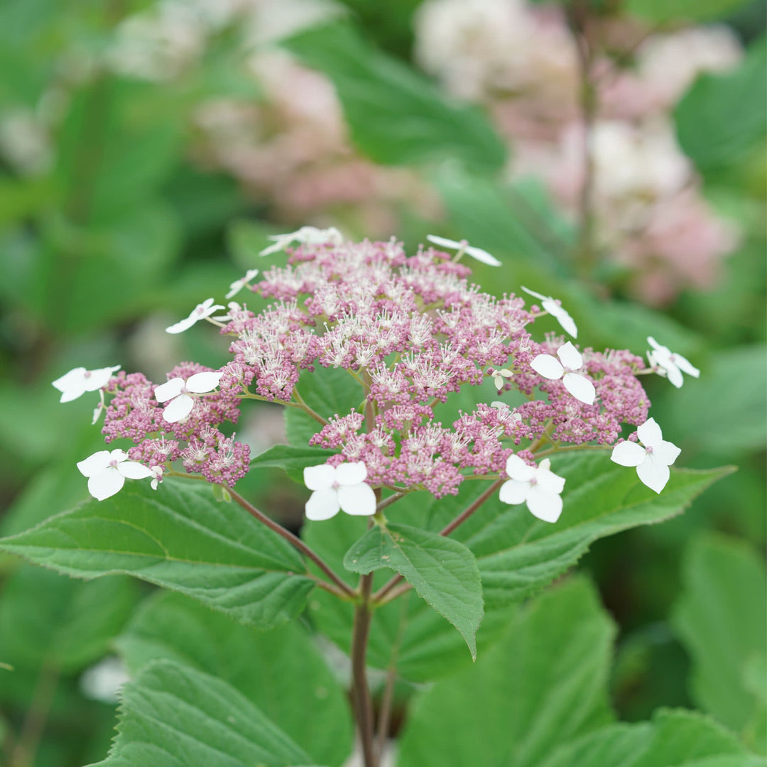 Invincibelle Lace® Smooth Hydrangea (arborescens subsp. radiata)