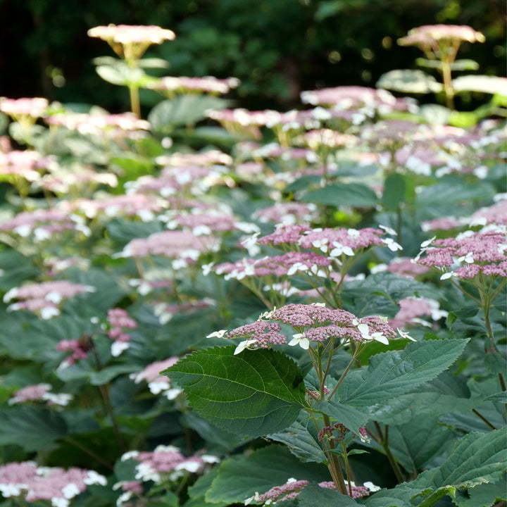 Invincibelle Lace® Smooth Hydrangea (arborescens subsp. radiata)