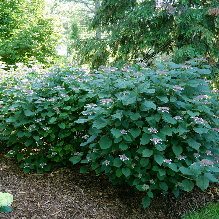 Invincibelle Lace® Smooth Hydrangea (arborescens subsp. radiata)