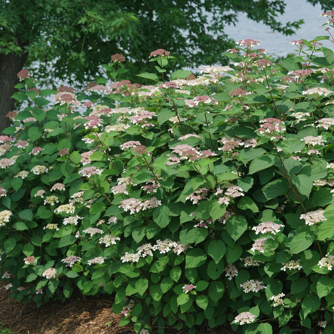 Invincibelle Lace® Smooth Hydrangea (arborescens subsp. radiata)