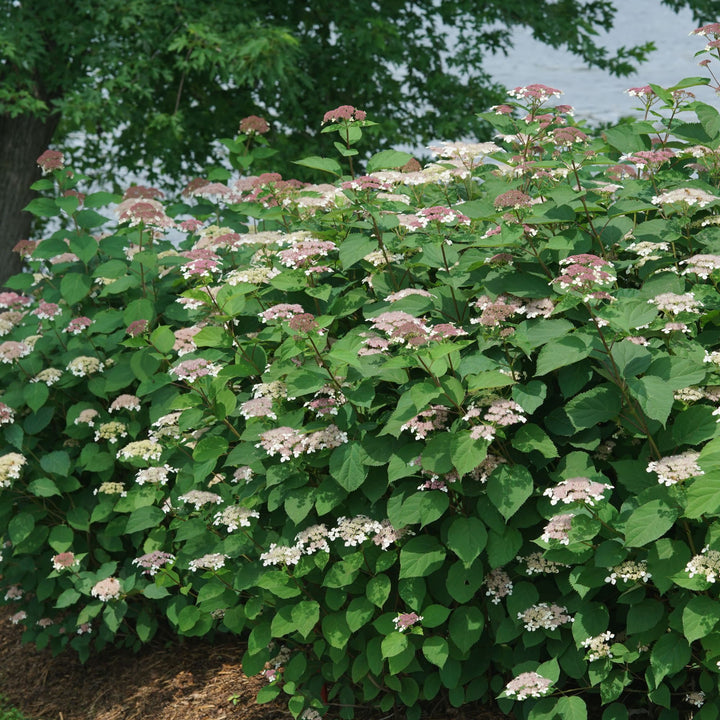 Invincibelle Lace® Smooth Hydrangea (arborescens subsp. radiata)