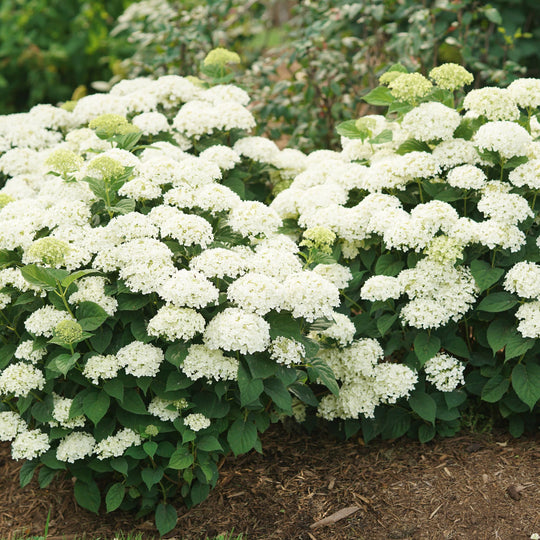 Invincibelle Wee White 2.0 Smooth Hydrangea (arborescens) | Proven Winners® New Variety 2027