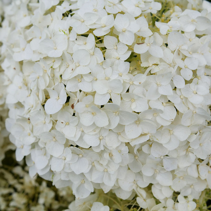 Invincibelle Wee White 2.0 Smooth Hydrangea (arborescens) | Proven Winners® New Variety 2027