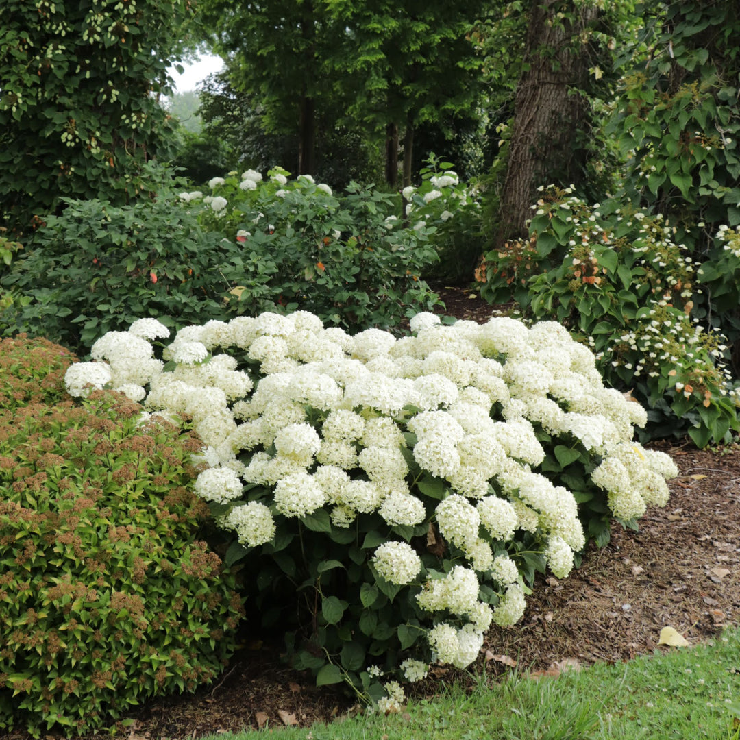 Invincibelle Wee White 2.0 Smooth Hydrangea (arborescens) | Proven Winners® New Variety 2027