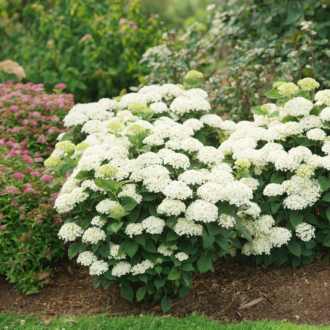 Invincibelle Wee White 2.0 Smooth Hydrangea (arborescens) | Proven Winners® New Variety 2027