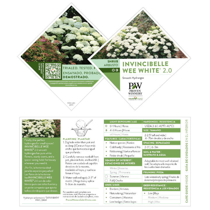 Invincibelle Wee White 2.0 Smooth Hydrangea (arborescens) | Proven Winners® New Variety 2027