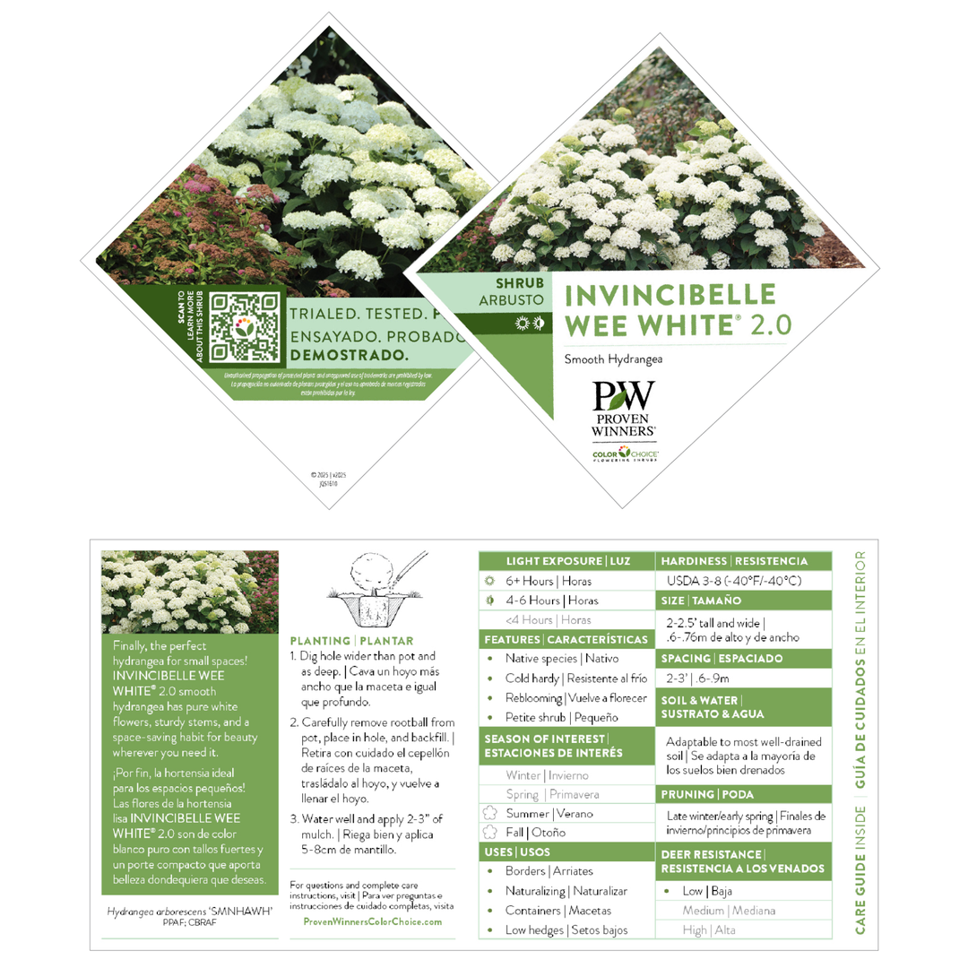 Smooth Hydrangea | Invincibelle Wee White 2.0 | Proven Winners