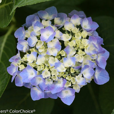 Let's Dance Blue Jangles Reblooming Hydrangea up close.