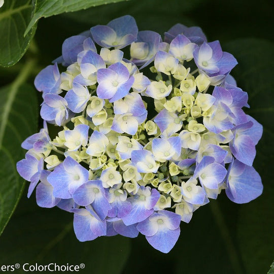 Let's Dance® Blue Jangles® Reblooming Hydrangea (macrophylla)