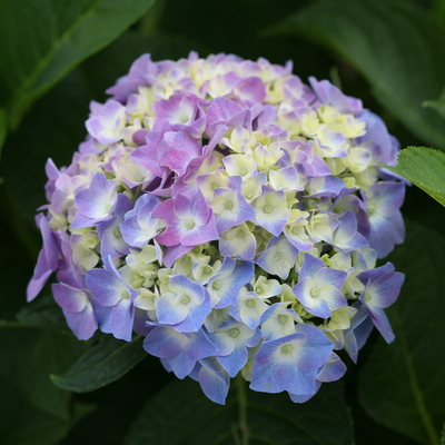 Let's Dance Blue Jangles Let's Dance Blue Jangles Reblooming Hydrangea up close.