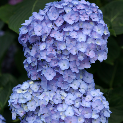 Let's Dance Blue Jangles Let's Dance Blue Jangles Reblooming Hydrangea up close.