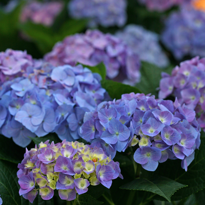 Let's Dance Blue Jangles Let's Dance Blue Jangles Reblooming Hydrangea up close.