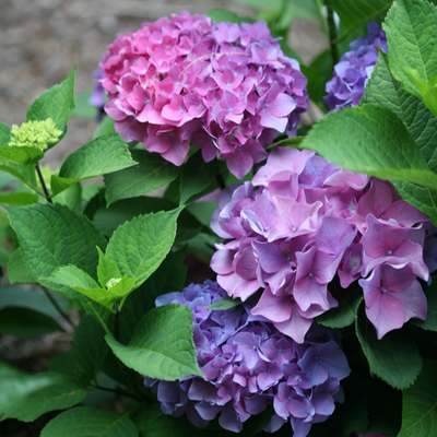 Let's Dance Blue Jangles Let's Dance Blue Jangles Reblooming Hydrangea up close.