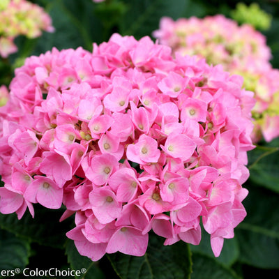 Let's Dance Blue Jangles Reblooming Hydrangea up close.