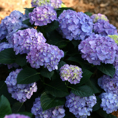 Let's Dance Blue Jangles Reblooming Hydrangea in focus.