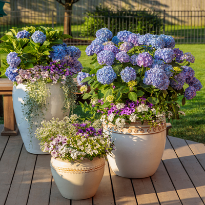 Let's Dance Blue Jangles Let's Dance Blue Jangles Reblooming Hydrangea in use.