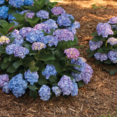 Let's Dance Blue Jangles Let's Dance Blue Jangles Reblooming Hydrangea in use.