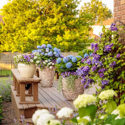 Let's Dance Blue Jangles Reblooming Hydrangea in use.