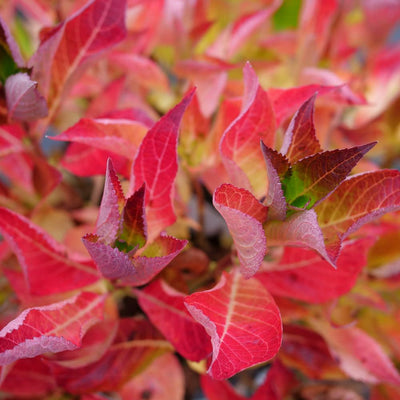 Let's Dance Can Do!® Reblooming Hydrangea (macrophylla × serrata)