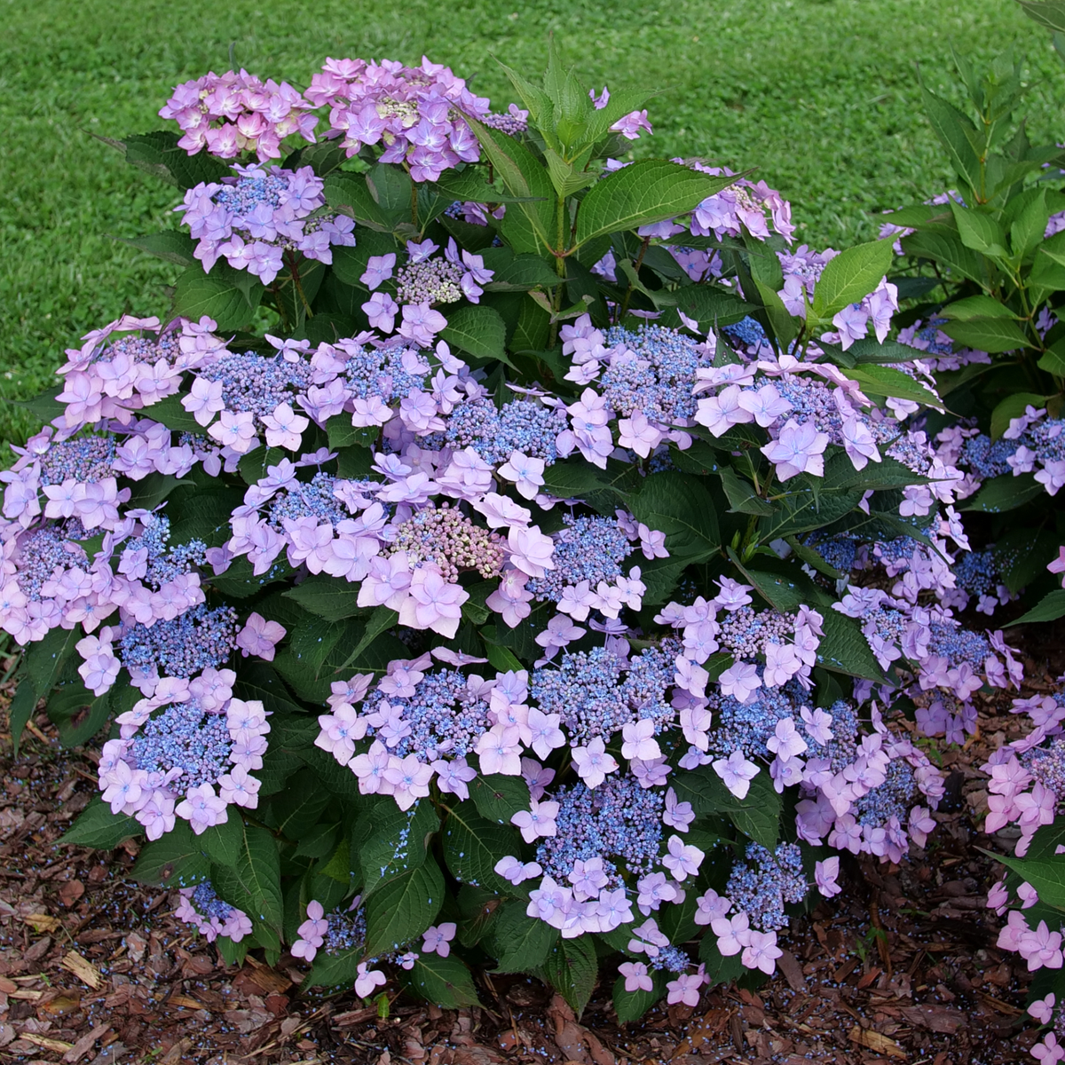 Reblooming Hydrangea | Let's Dance Can Do!® | Proven Winners
