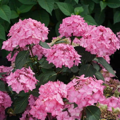 Let's Dance Can Do! Reblooming Hydrangea up close.