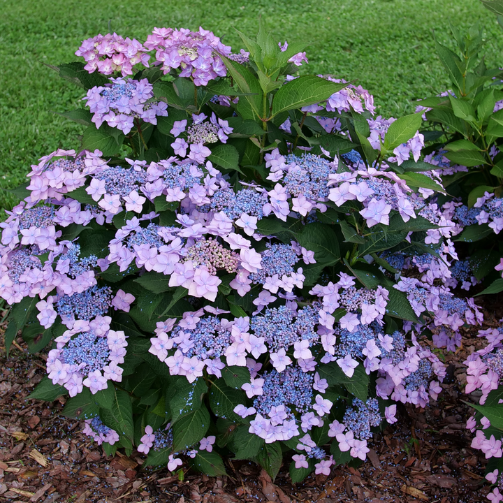 Reblooming Hydrangea | Let's Dance Can Do!® | Proven Winners