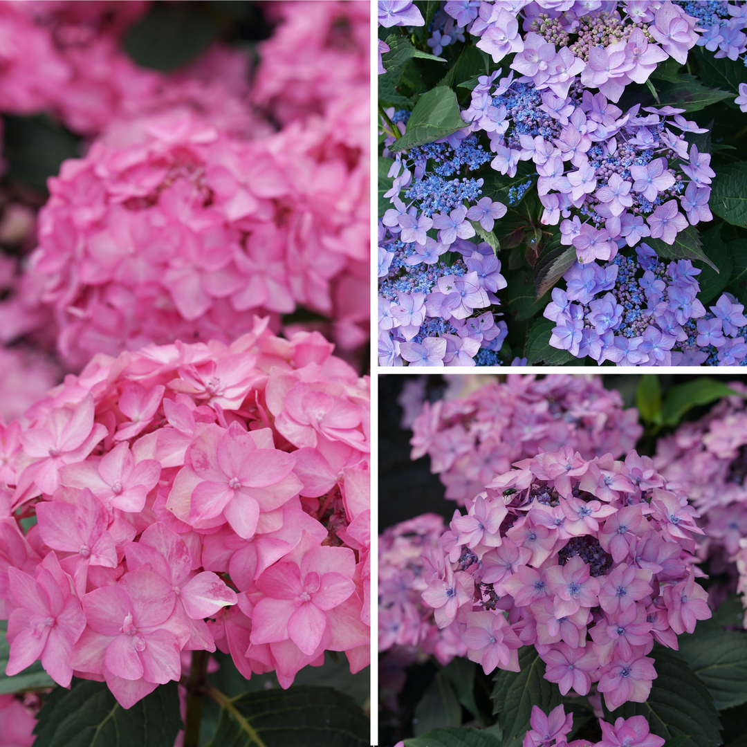 Reblooming Hydrangea | Let's Dance Can Do!® | Proven Winners