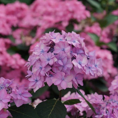 Let's Dance Can Do! Reblooming Hydrangea up close.