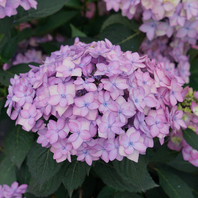 Let's Dance Can Do! Let's Dance Can Do! Reblooming Hydrangea up close.