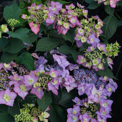 Let's Dance Can Do! Let's Dance Can Do! Reblooming Hydrangea up close.