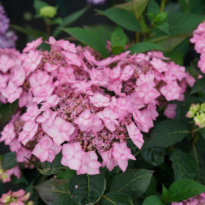 Let's Dance Can Do! Let's Dance Can Do! Reblooming Hydrangea up close.