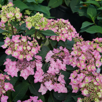 Let's Dance Can Do! Let's Dance Can Do! Reblooming Hydrangea up close.