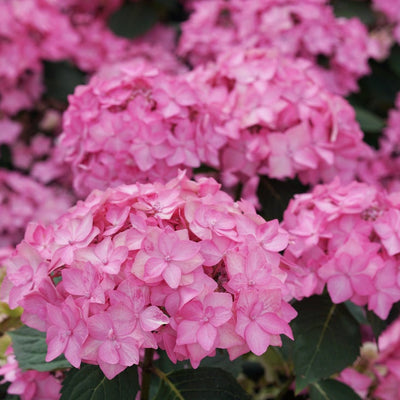 Let's Dance Can Do! Let's Dance Can Do! Reblooming Hydrangea up close.