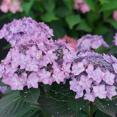 Let's Dance Can Do! Let's Dance Can Do! Reblooming Hydrangea up close.